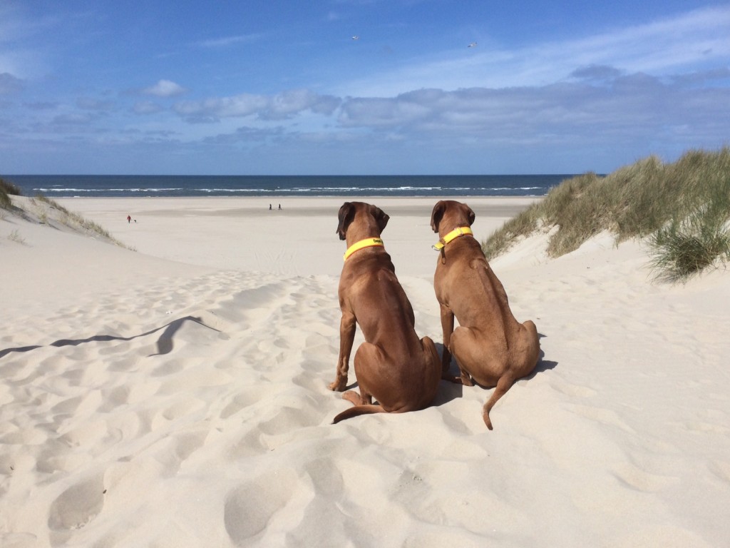 Dayo und Suri am Strand in Texel • Quelle: Martina Züngel-Hein
