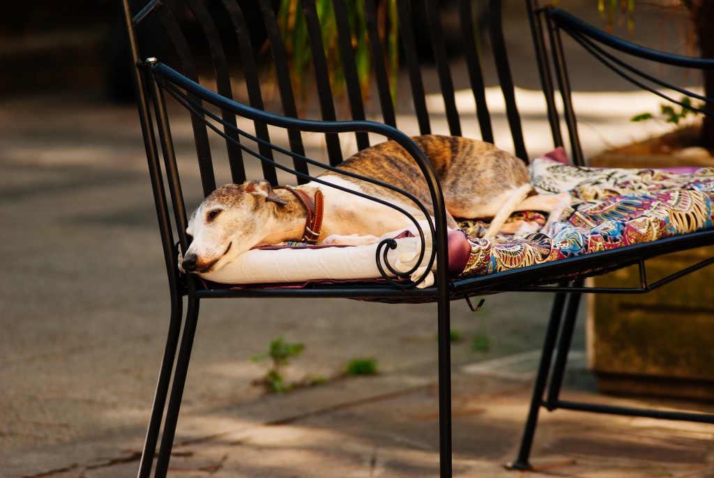 Hund entspannt • Quelle: https://www.pexels.com/photo/bench-dog-brown-smiley-108395/