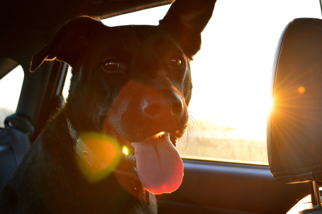 Hund im Auto • Quelle: https://pixabay.com/de/tier-hund-s%C3%A4ugetier-haustier-731355/