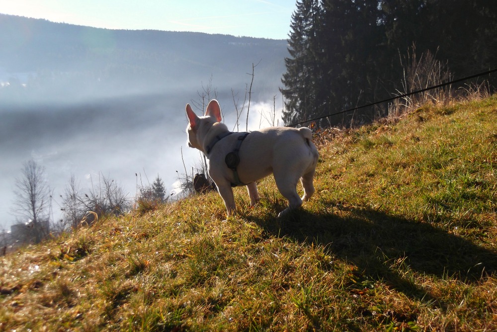 Hund Wilma in den Bergen • Quelle: Cornelia Nyhof