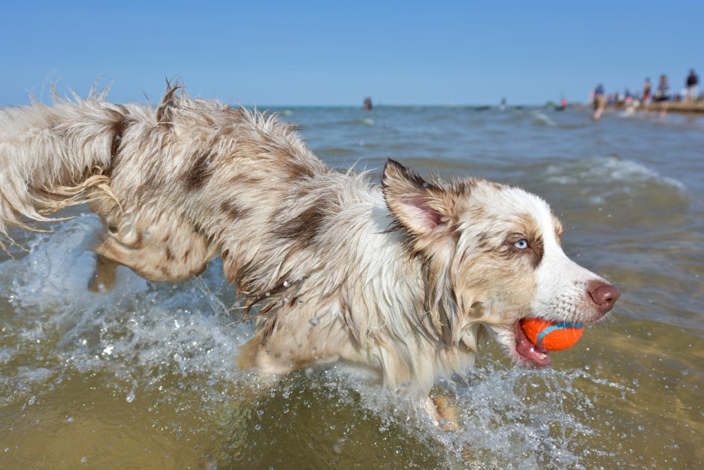 Hund im Wasser • Quelle: https://pixabay.com/de/hund-haustier-tier-niedlich-1411394/