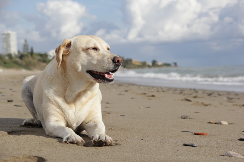 Hund am Strand • Quelle: https://pixabay.com/de/hund-labrador-haustier-strand-tier-773439/